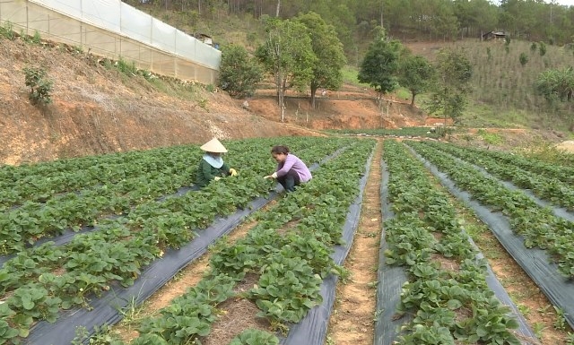  Sau 5 năm triển khai thực hiện Chương trình MTQG 1719, tỷ lệ hộ nghèo ở Lâm Đồng giảm bình quân từ 2-3% (Ảnh TL).