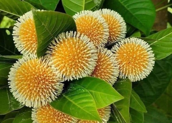 (Tổng hợp) Cây gáo nước chữa bệnh gì? 1