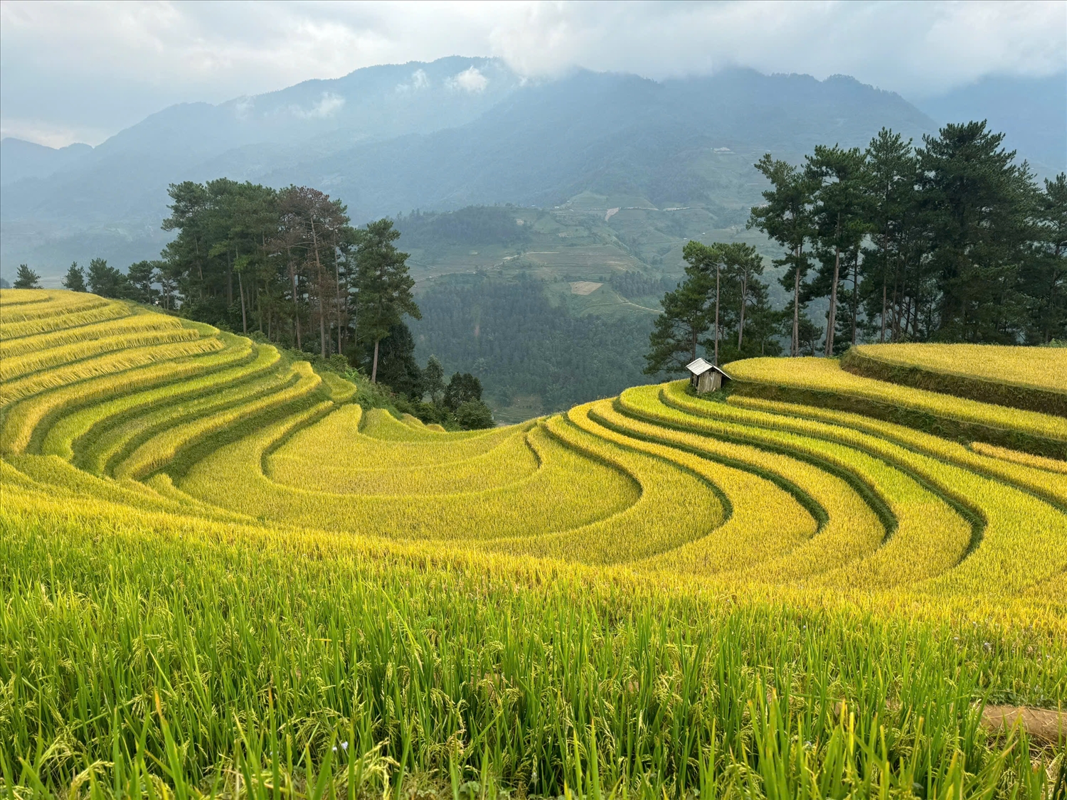 Cánh đồng Mường Hum, thuộc khu vực thung lũng Mường Hum thuộc xã Mường Hum