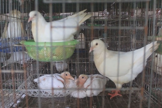 (Tổng hợp) Nuôi chim bồ câu Pháp đơn giản, hiệu quả kinh tế cao 3