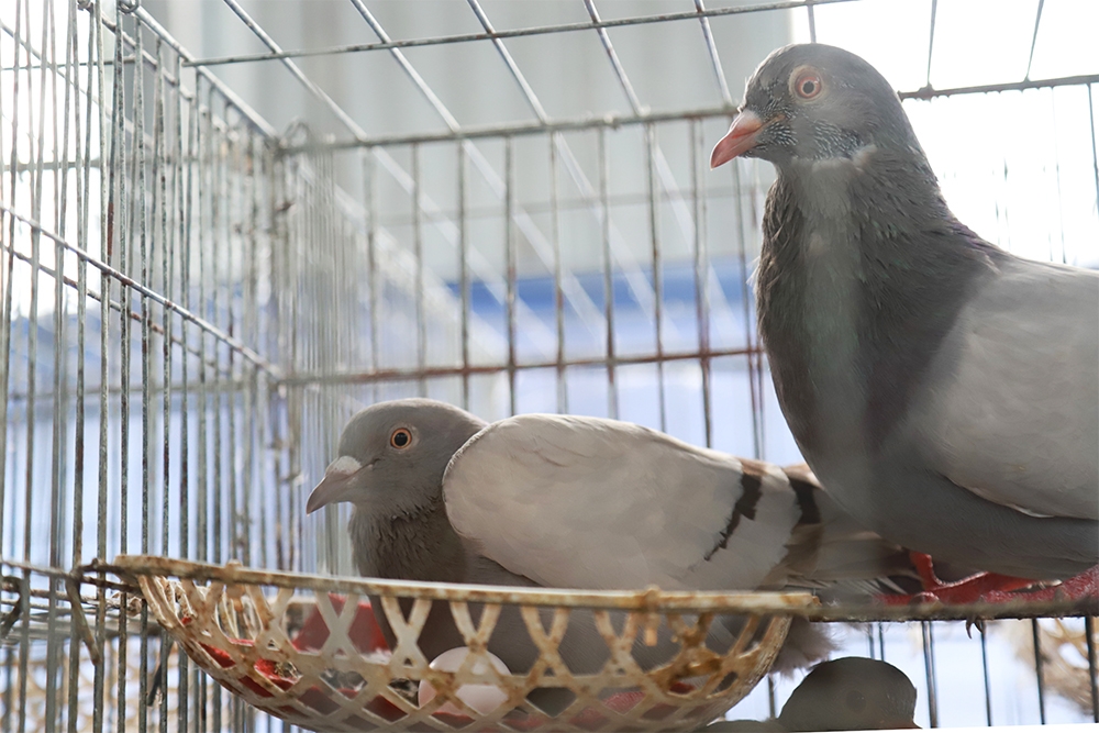 (Tổng hợp) Nuôi chim bồ câu Pháp đơn giản, hiệu quả kinh tế cao 2