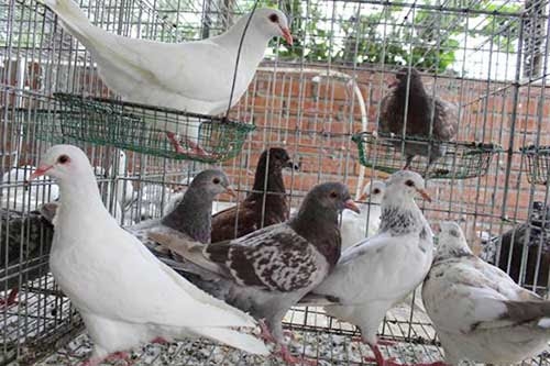 (Tổng hợp) Nuôi chim bồ câu Pháp đơn giản, hiệu quả kinh tế cao