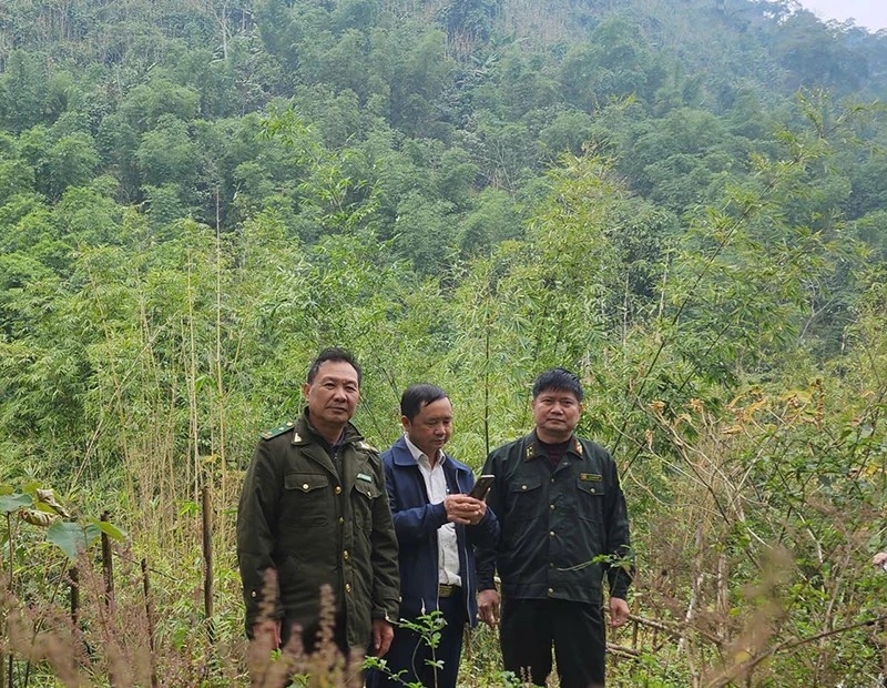 Cán bộ Hạt Kiểm lâm Quan Sơn phối hợp kiểm tra, rà soát, đánh giá hiện trạng cây tre nứa vầu bị khuy thuộc địa bàn đơn vị quản lý .(ảnh PV)