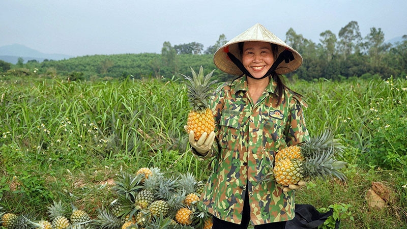 Nhiều diện tích dứa ứng dụng công nghệ cao, cho năng suất lớn, được chế biến sâu trước khi xuất khẩu- Ảnh: T.H