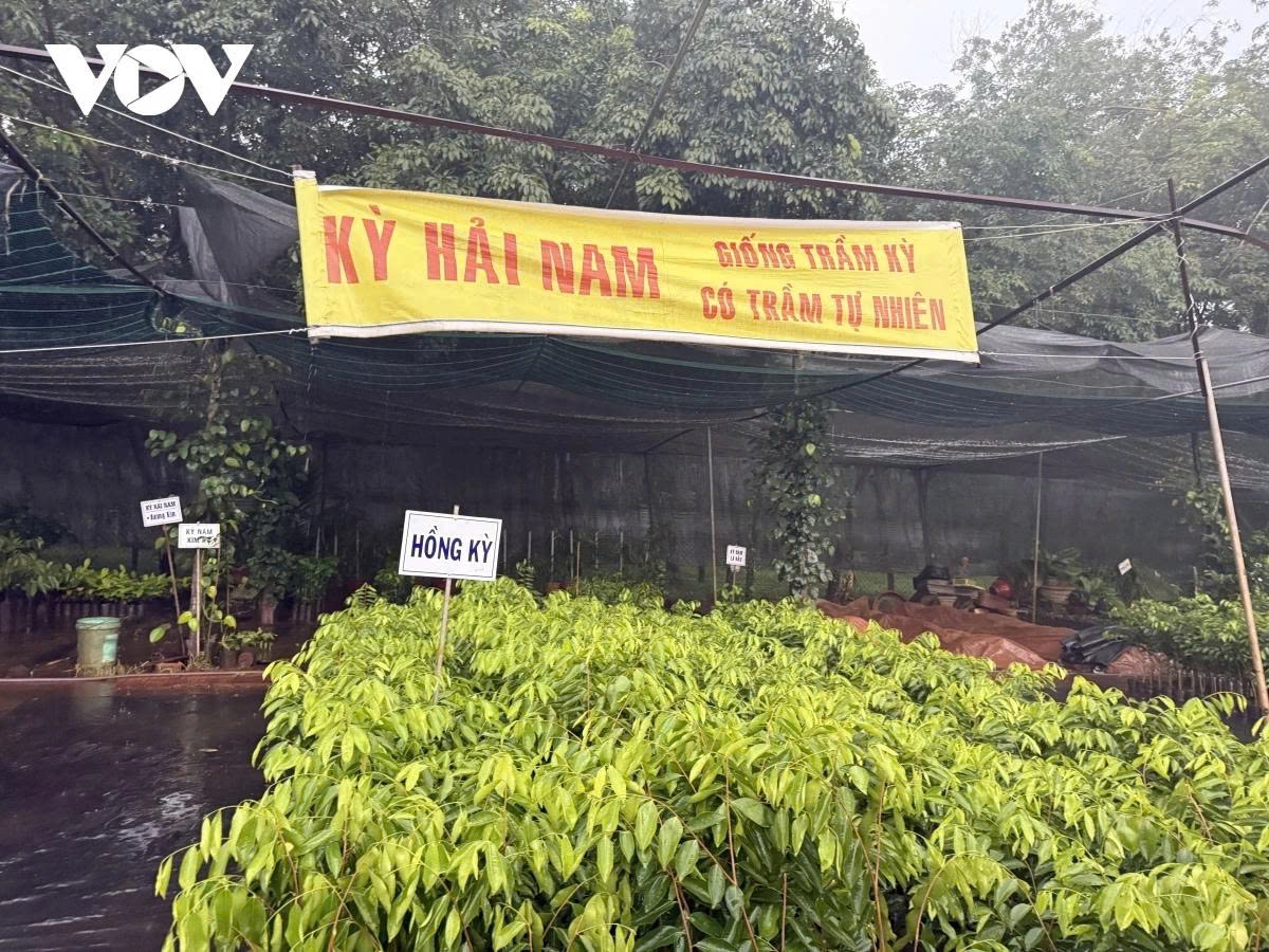 Cây Kỳ Hải Nam loại cây ngoại lai nhập lậu được bày bán ồ ạt ở các đại phương. Ảnh: VOV