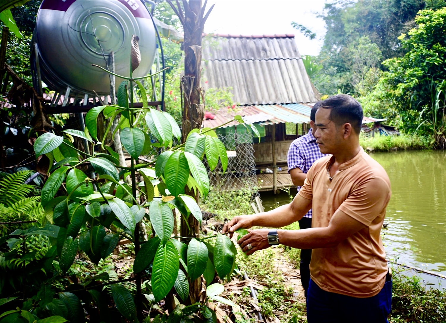 Anh BNướch Ngang phát triển kinh tế từ việc trồng dược liệu dưới tán rừng. (Ảnh Thành Nhân).