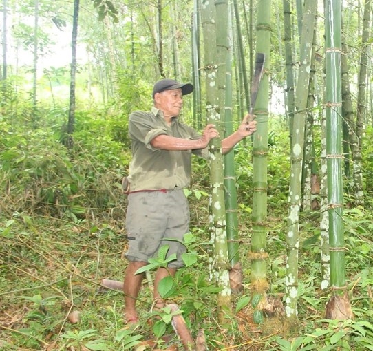 Ông Lê Ngọc Yền, thôn Sơn Thủy, xã Đồng Lương chăm sóc vườn luồng gia đình, nơi có 20 bụi từng được đưa ra trồng quanh Lăng Bác.(ảnh PV)