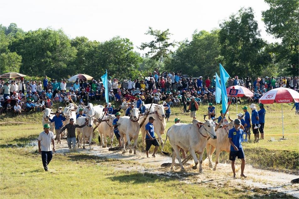  Hội Đua bò Bảy Núi là một sự kiện thể thao - văn hóa độc đáo, quy mô cấp tỉnh, đã được công nhận là Di sản văn hóa phi vật thể quốc gia. (Trong ảnh: Các đôi bò diễu hành vòng quanh sân trước khi tranh tài tại Hội Đua bò Bảy Núi tranh Cúp Truyền hình An Giang lần thứ 30, năm 2025)