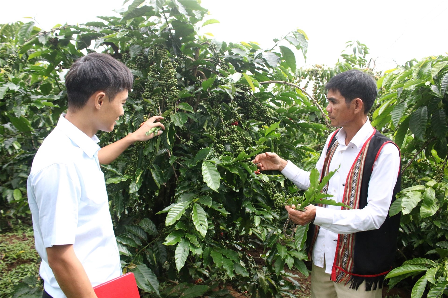 Tham gia các Tổ khuyến nông cộng đồng giúp đồng bào DTTS nắm rõ quy trình kỹ thuật, chăm sóc cây cà phê hiệu quả hơn. (Ảnh: Ngọc Chí)