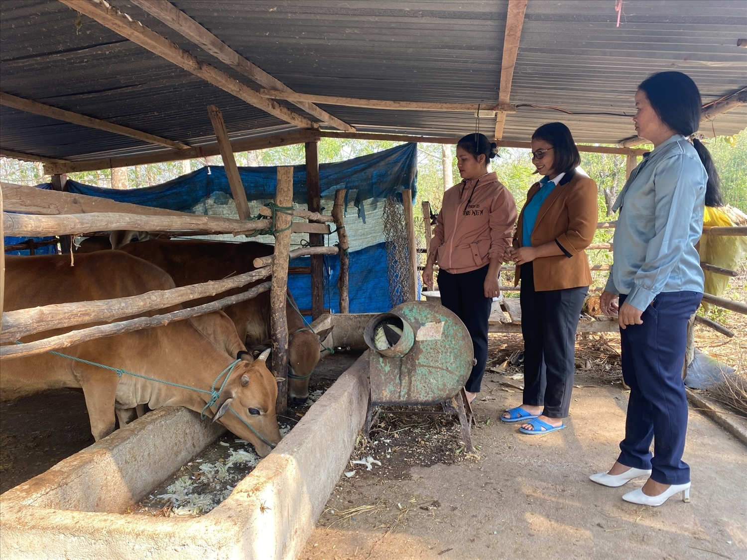 Hội LHPN xã Đăk Dục, huyện Ngọc Hồi tỉnh Kon Tum, nay là xã Dục Nông, tỉnh Quảng Ngãi tuyên truyền, vận động hội viên thực hiện mô hình nuôi bò nhốt chuồng.