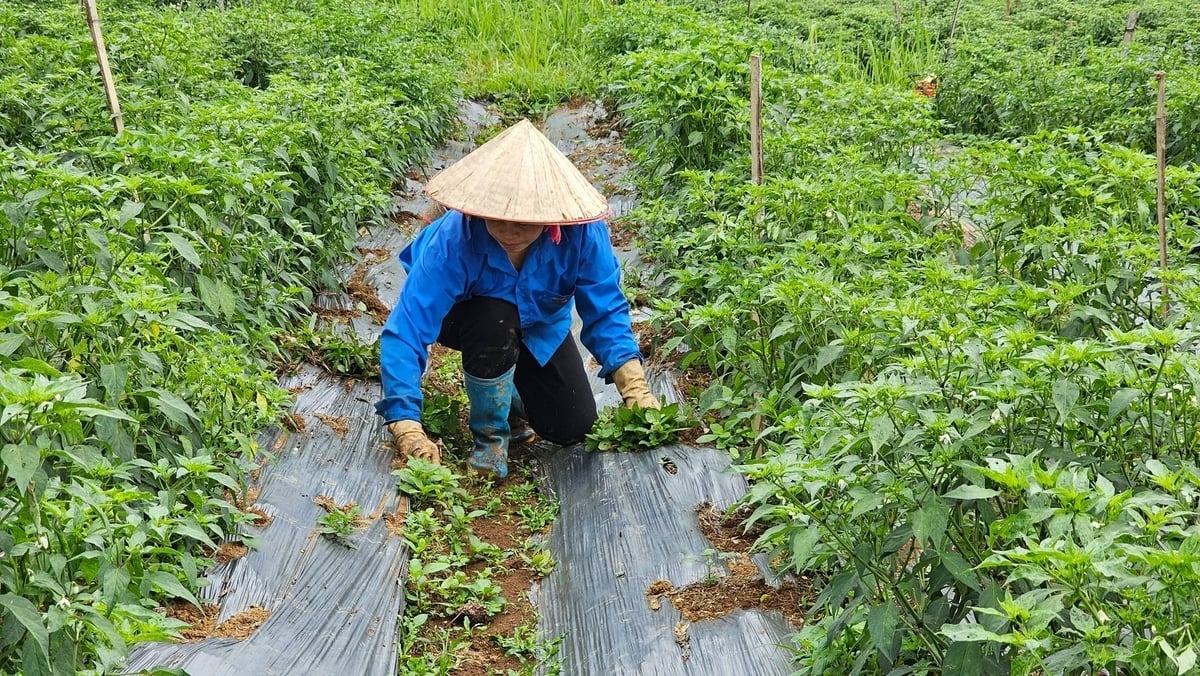 Cây ớt góp phần cải thiện thu nhập cho bà con nông dân Bản Bo (Ảnh: Trọng Bảo)
