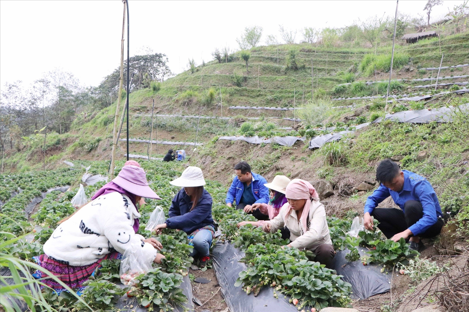 Cây dâu tây được đưa vào trồng trên đồng đất Phong Thổ, tỉnh Lai châu và bước đầu mang lại hiệu quả tích cực (Ảnh: Trọng Bảo)