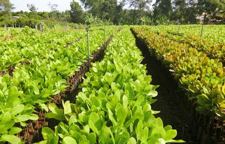 Điều là một loại cây trồng mang lại hiệu quả kinh tế cao cho người nông dân. 