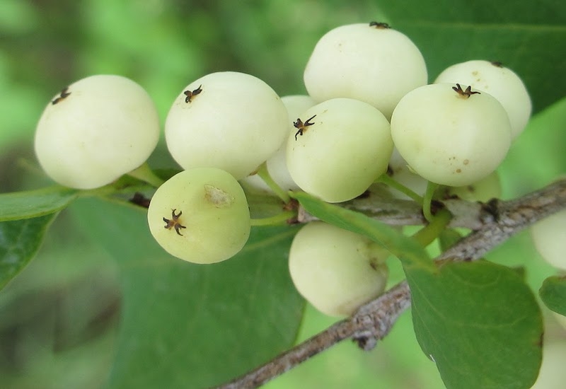 (Tổng hợp) Cây cơm nguội chữa bệnh gì? 1