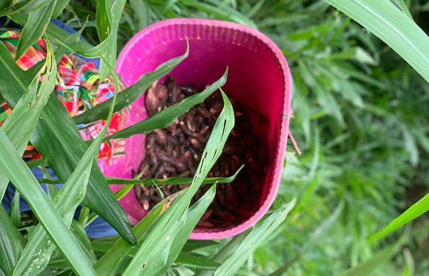 Vào mùa Hè, khi những mầm chí cống vươn lên từ nền đất ẩm mát, người Mông lại rủ nhau đi hái, đem về chế biến thành đủ món. (Ảnh: Ná Nả)