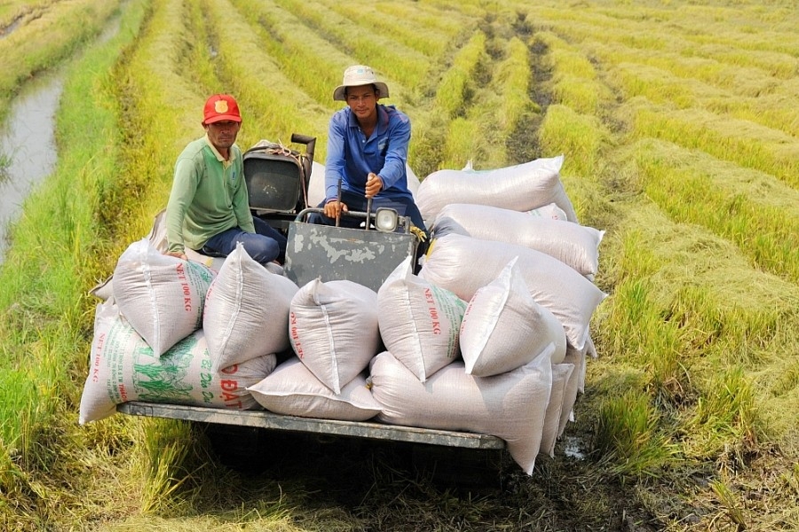 Với các giải pháp chỉ đạo, điều hành chủ động, kịp thời của Chính phủ, Thủ tướng Chính phủ và các Bộ, ngành, địa phương, tình hình sản xuất, xuất khẩu gạo của Việt Nam trong những tháng đầu năm 2025 đã đạt nhiều kết quả tích cực (Ảnh TL)