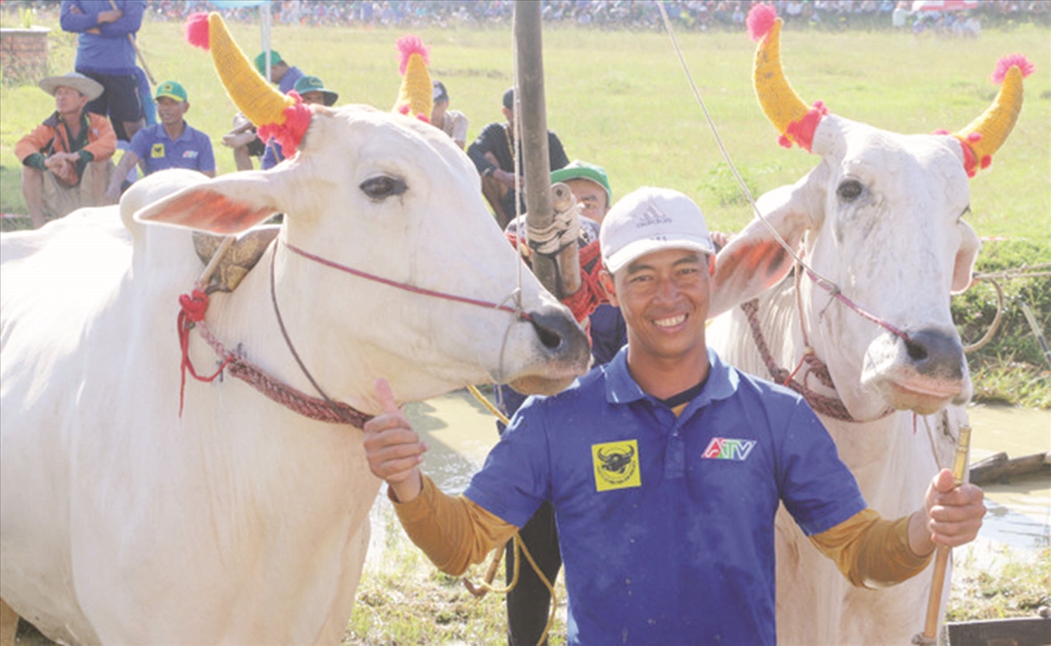 Đồng bào Khmer xã Ô Lâm đầu tư nuôi bò, từng bước nâng cao thu nhập, vươn lên thoát nghèo bền vững. Ảnh: Hoàng Vũ