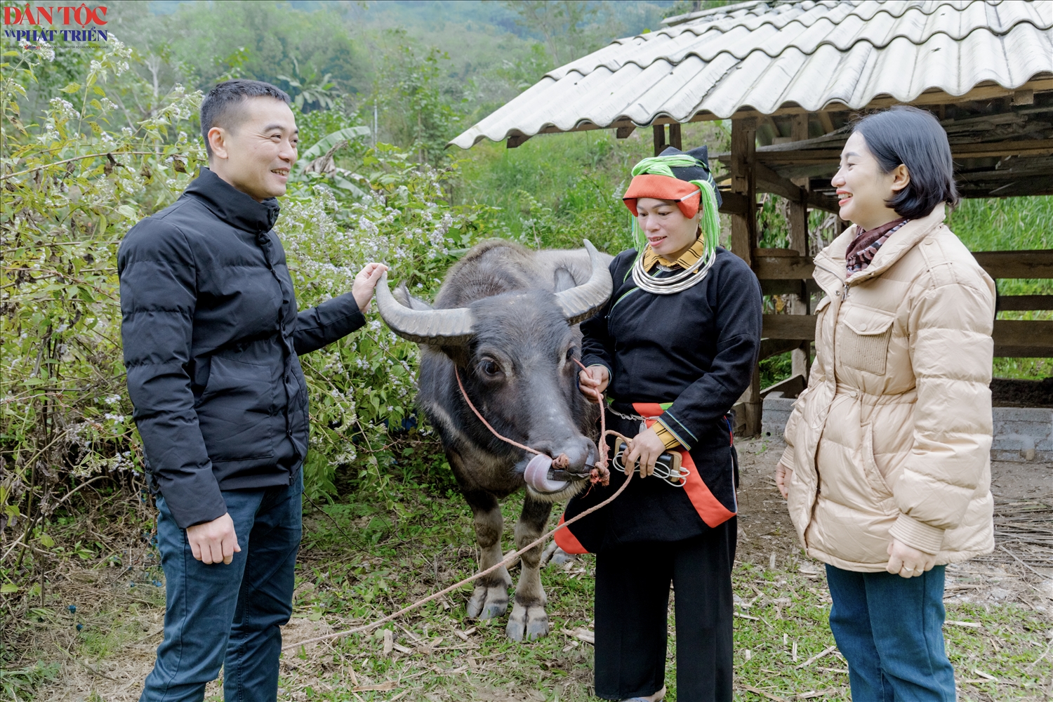 Với sự hỗ trợ của cán bộ xã trong quá trình triển khai, gia đình anh Phàn Văn Thiệp chăm sóc đàn trâu đúng kỹ thuật, đến nay, cả 2 con trâu đều đã sinh nghé con