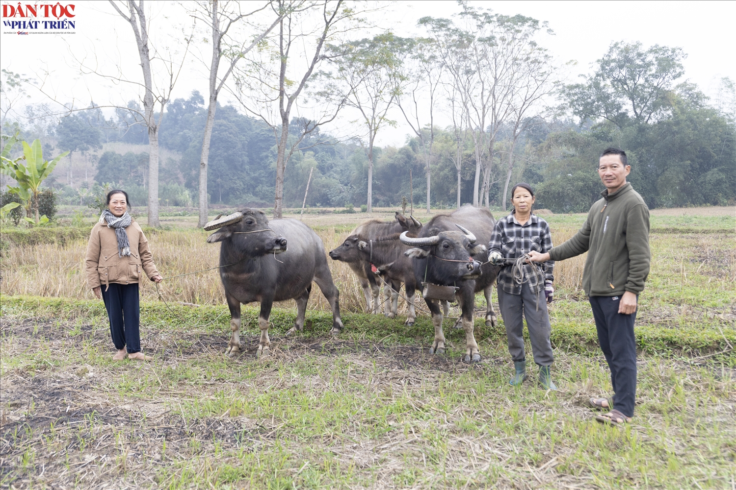 Đàn trâu của gia đình ông Trần Thanh Võ và bà Chẩu Thị Giang, thôn Lùng Sinh, xã Việt Lâm ngày càng phát triển về số lượng, trở thành nguồn sinh kế ổn định của gia đình