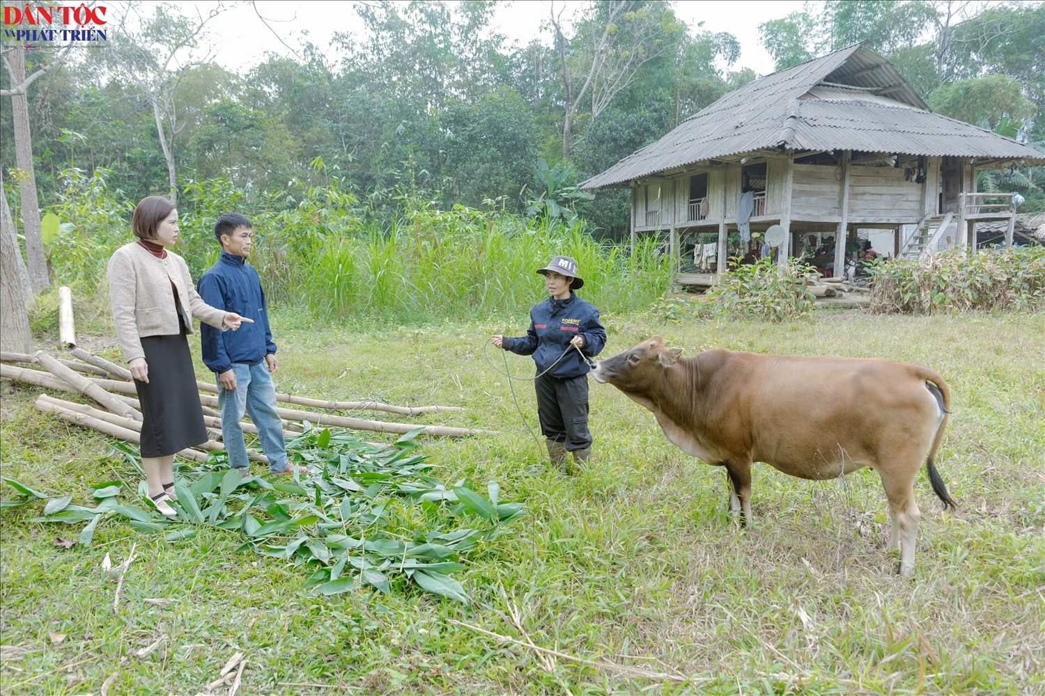 Sau thời gian chăn nuôi, bò sinh trưởng tốt, mang lại nguồn thu ổn định, góp phần giúp gia đình anh Nông Văn Thành thoát nghèo trong năm 2025