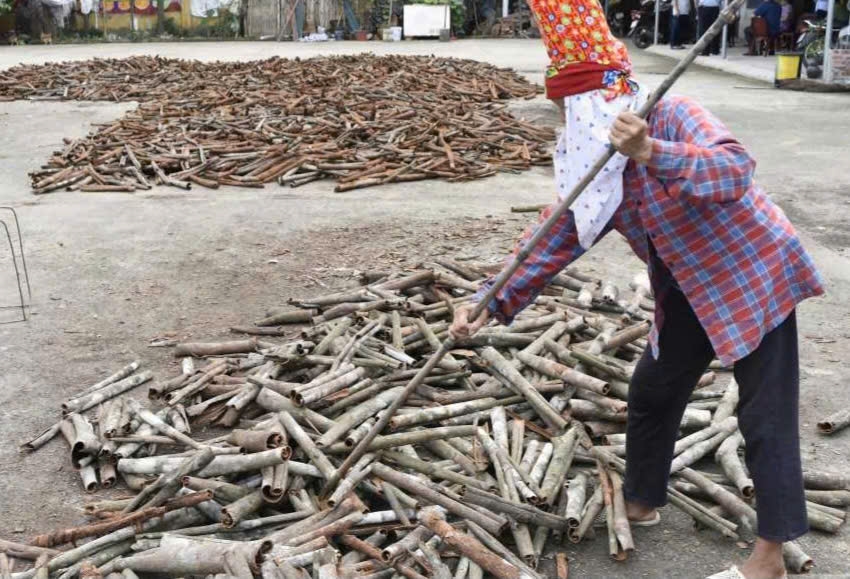 Người dân phơi khô vỏ quế sau khi thu hoạch