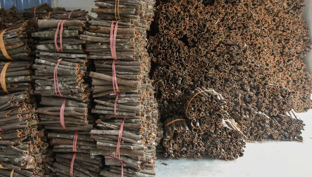 Sản xuất quế hữu cơ đạt chất lượng cao, đáp ứng các tiêu chí khắt khe về an toàn thực phẩm