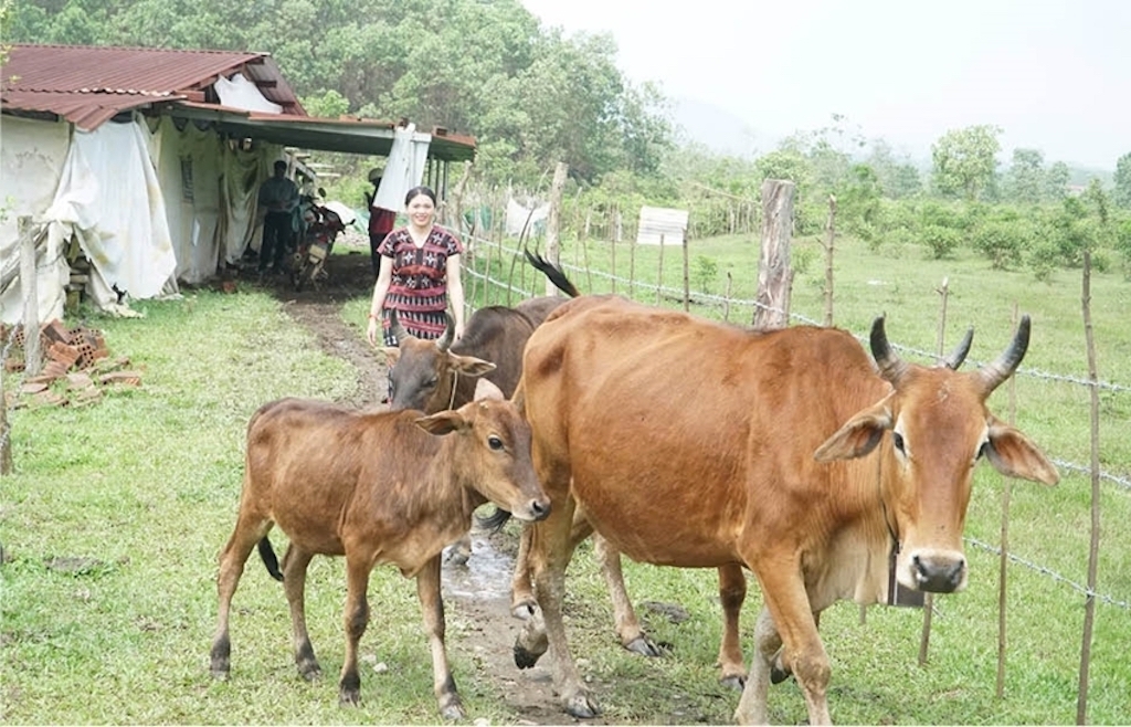 Chị Hồ Thị Sa (dân tộc Tà Ôi), xã A Lưới 4 đã trở thành hộ khá nhờ mô hình nuôi bò sinh sản