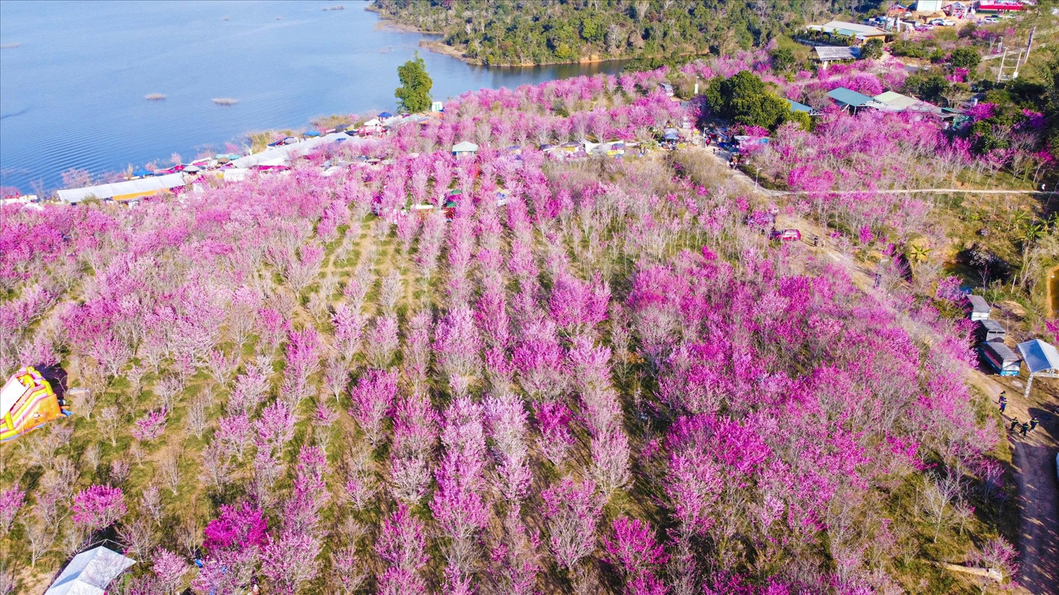 Hoa anh đào khoe sắc giữa đại ngàn Tây Bắc