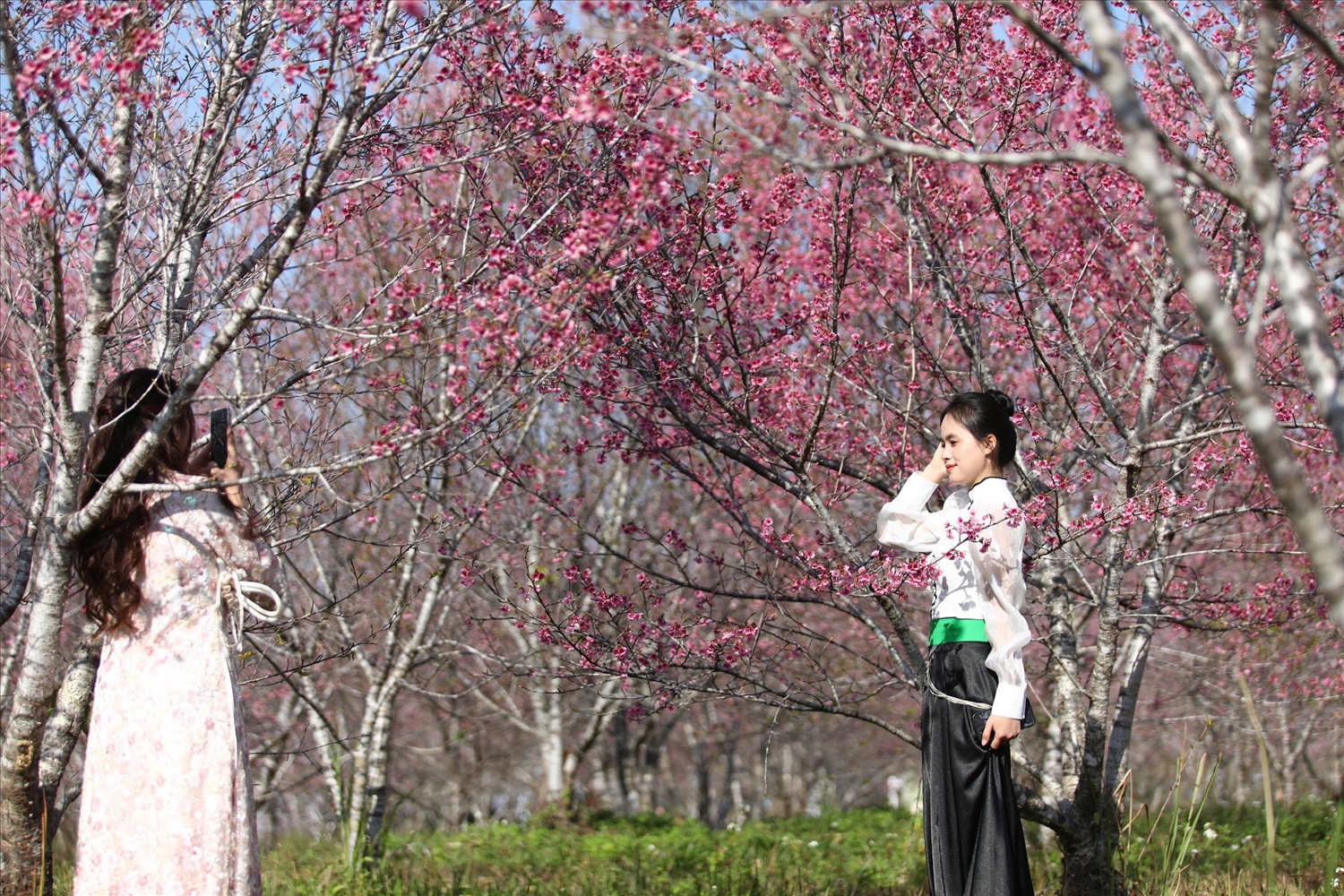 Thiếu nữ dân tộc Thái trong trang phục truyền thống tạo dáng bên hoa anh đào.