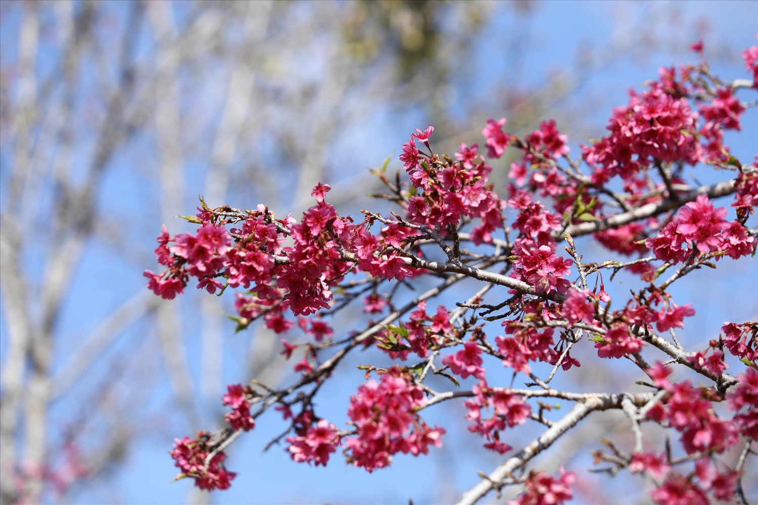 Chùm hoa anh đào nở rộ, cánh hoa mỏng manh rung rinh trong nắng xuân.