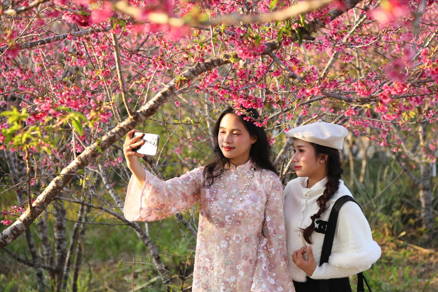 Du khách dạo bước dưới hàng anh đào, ghi lại khoảnh khắc mùa xuân.