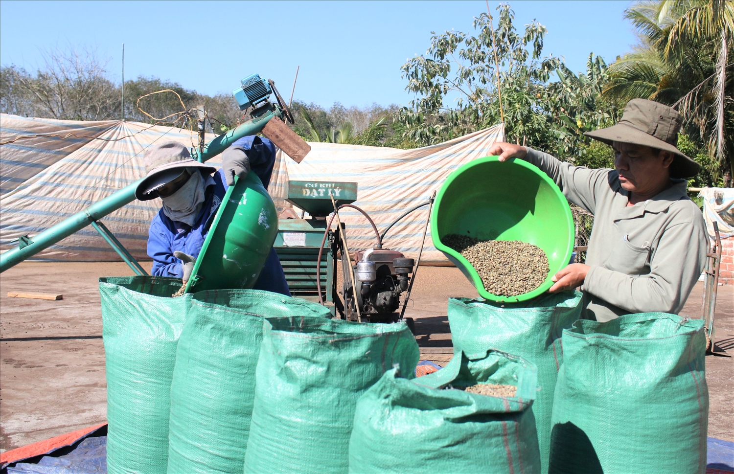 Với sự hỗ trợ của đảng viên, nhiều hộ đồng bào DTTS xã Ngọk Réo đã có có nguồn thu nhập ổn định từ việc trồng cây cà phê. (Ảnh: Ngọc Chí)