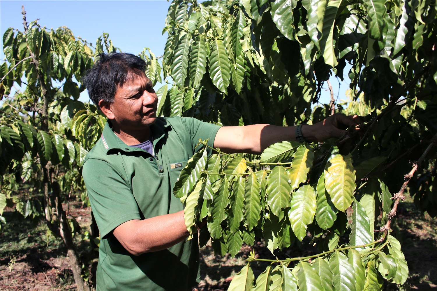 Ông A Son, Bí thư Chi bộ thôn Kon Brông là một trong những người tiên phong chuyển đổi cây trồng kém hiệu quả sang trồng cây cà phê. (Ảnh: Ngọc Chí)