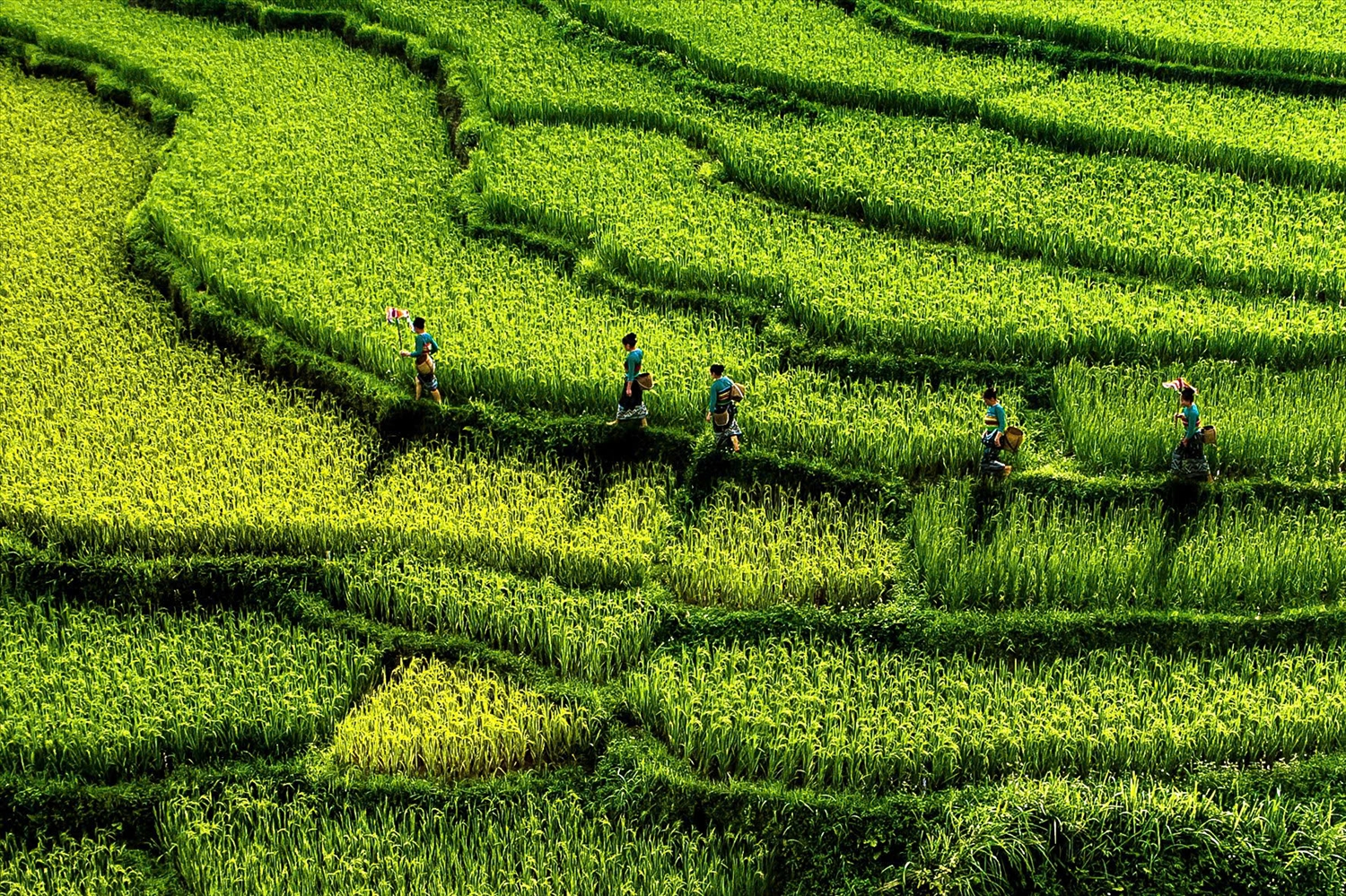 Mùa lúa chín trên những thửa ruộng bậc thang xung quanh khu nghỉ dưỡng.