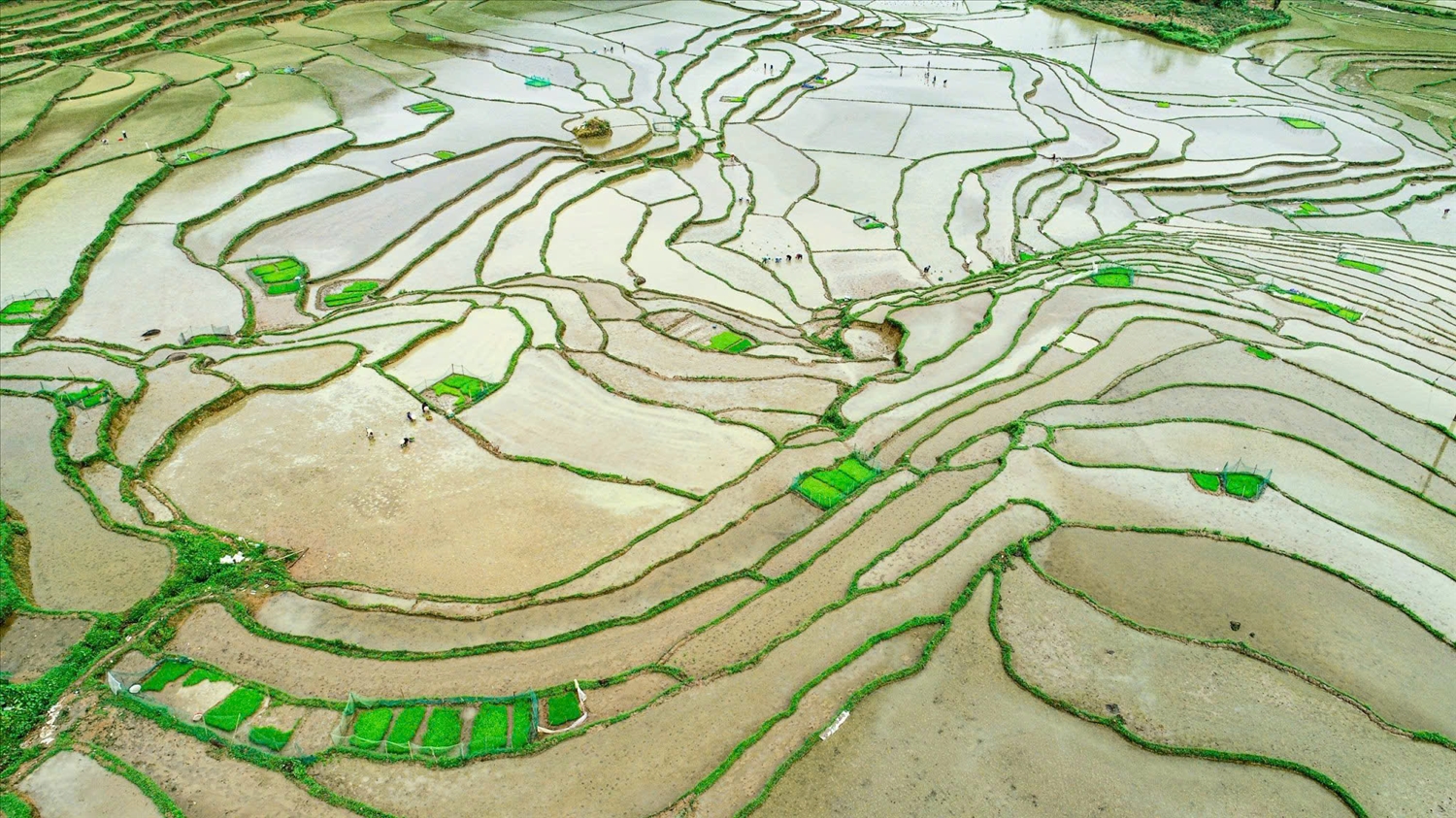 Những thửa ruộng bậc thang mùa nước nổi.