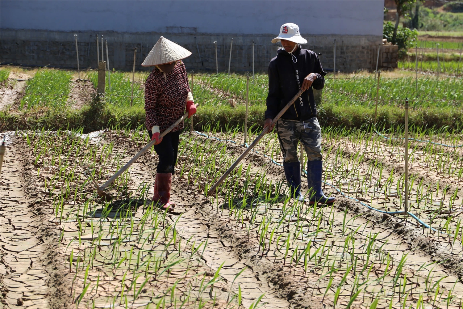 Bà con DTTS tranh thủ thời gian chăm sóc vườn lay ơn của gia đình mình sau đợt lũ.