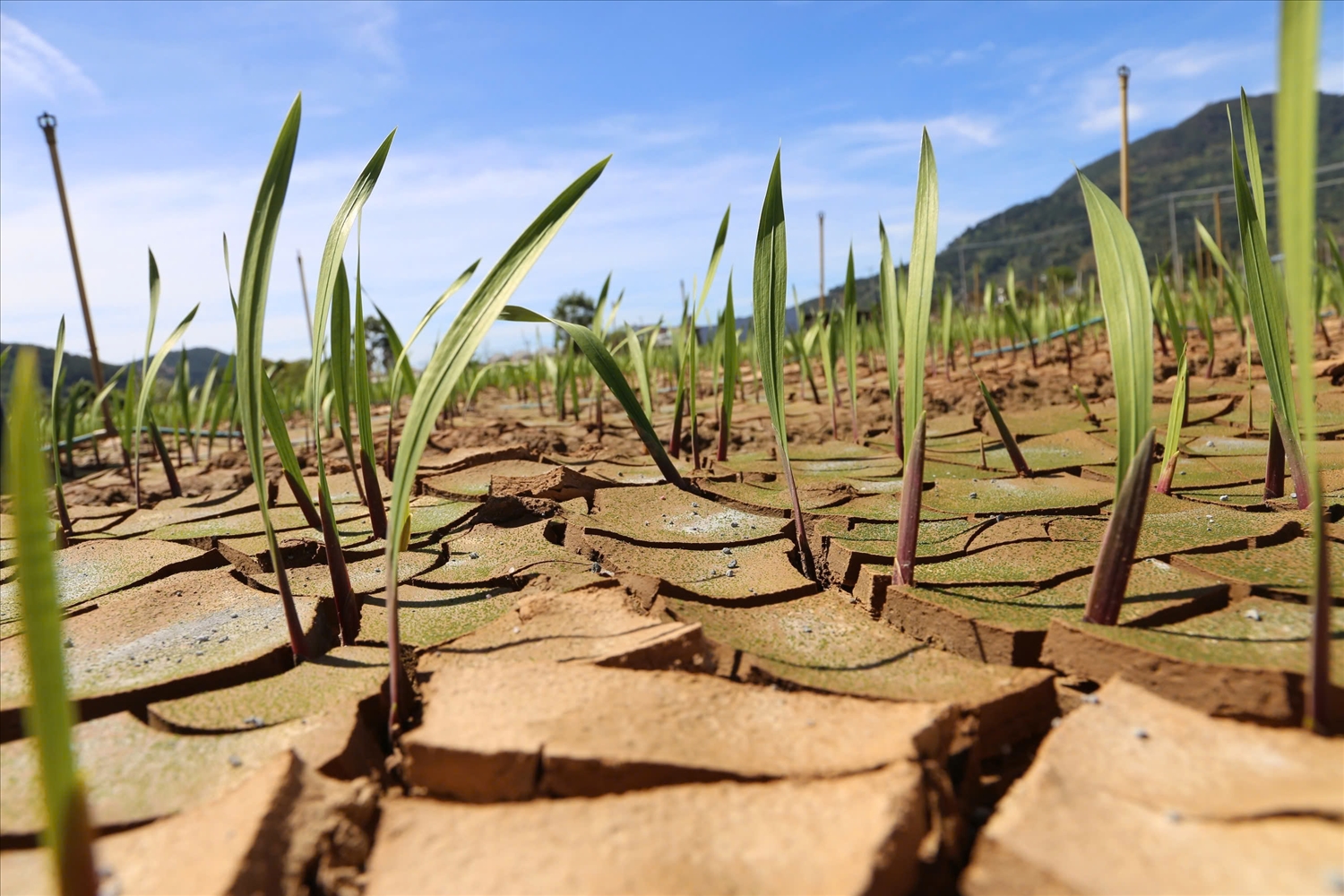 Những mầm xanh lay ơn vươn lên sau những trận lũ.