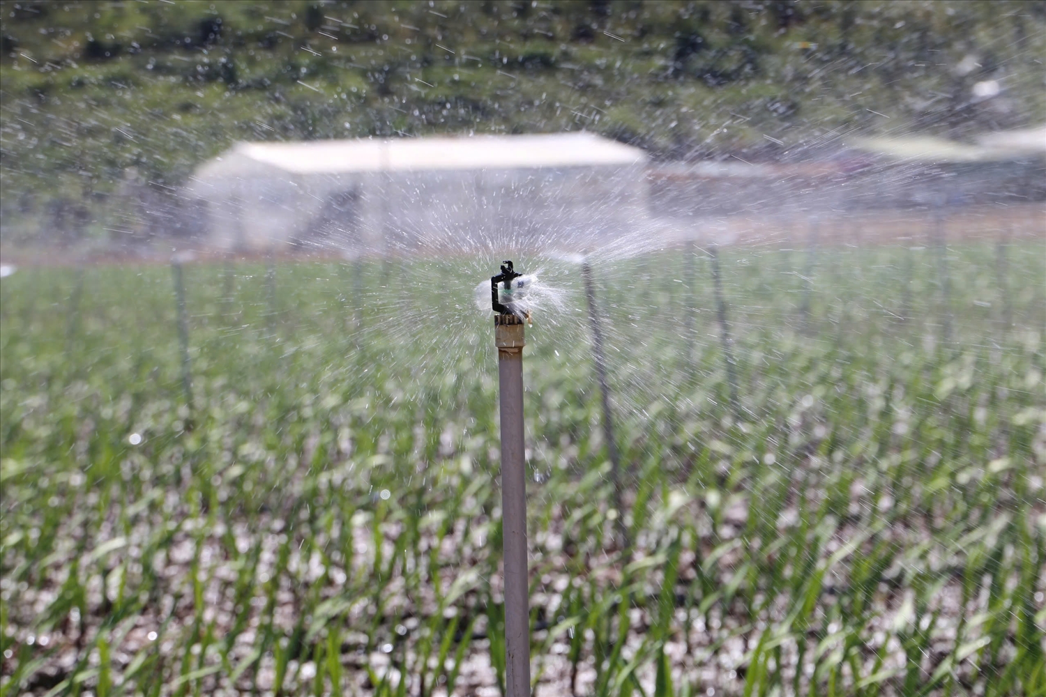 Hệ thống phụ tưới vườn hoa lay ơn