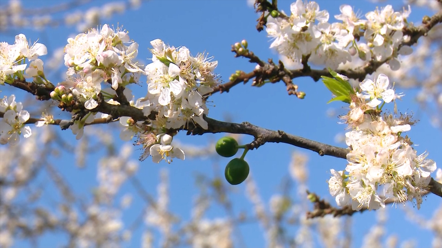 Sắc trắng tinh khiết của hoa mận Cao nguyên Mộc Châu. Ảnh: TTXVN