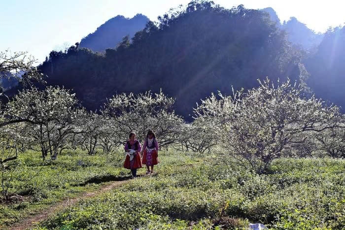Hoa mận Mộc Châu còn gắn với đời sống, ký ức và nhịp sinh hoạt của cộng đồng dân tộc thiểu số vùng Tây Bắc. Ảnh: Bộ VHTTDL