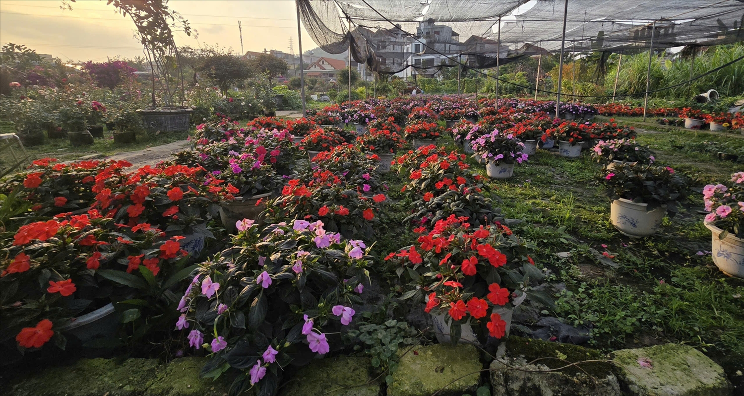 Năm nay du khách tìm mua hoa mai địa thảo khá nhiều