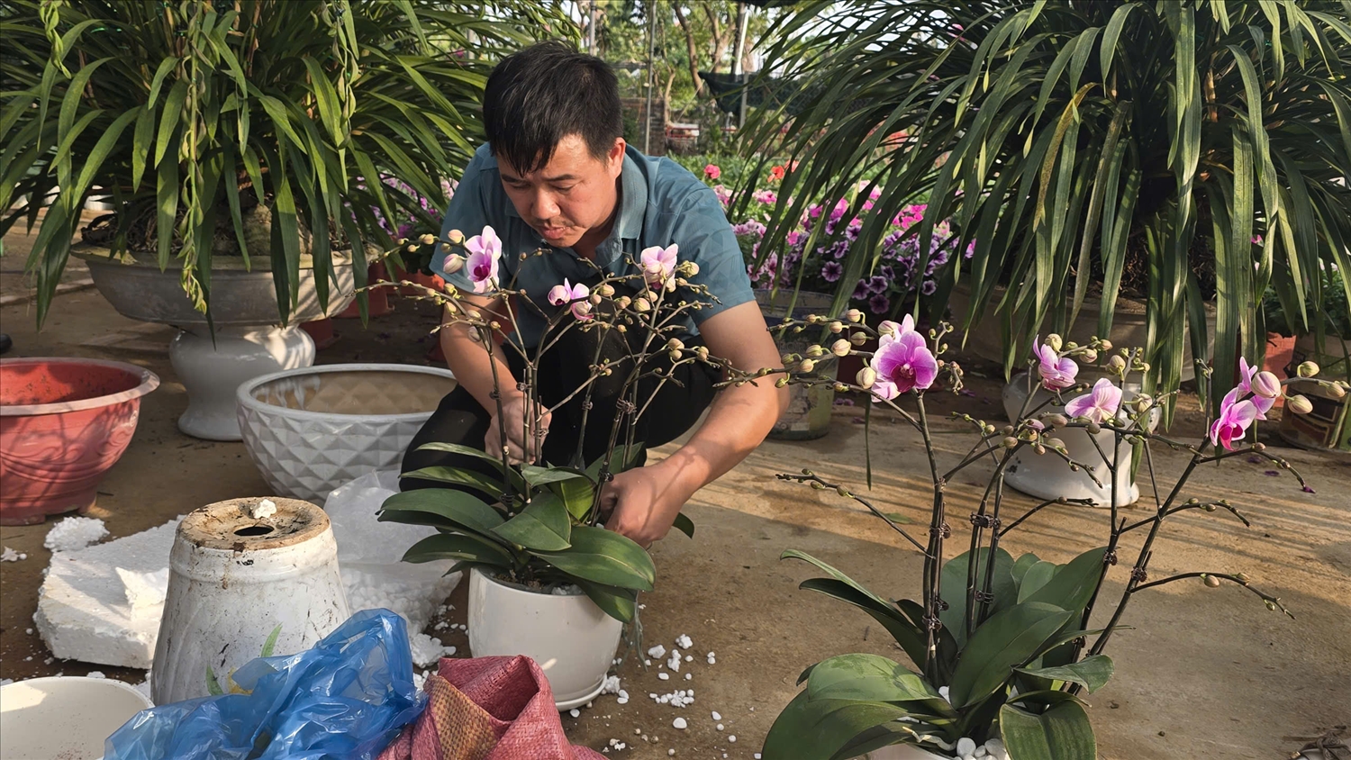 Nhiều nhà vườn đang tỉa tót, tạo dáng cho lan