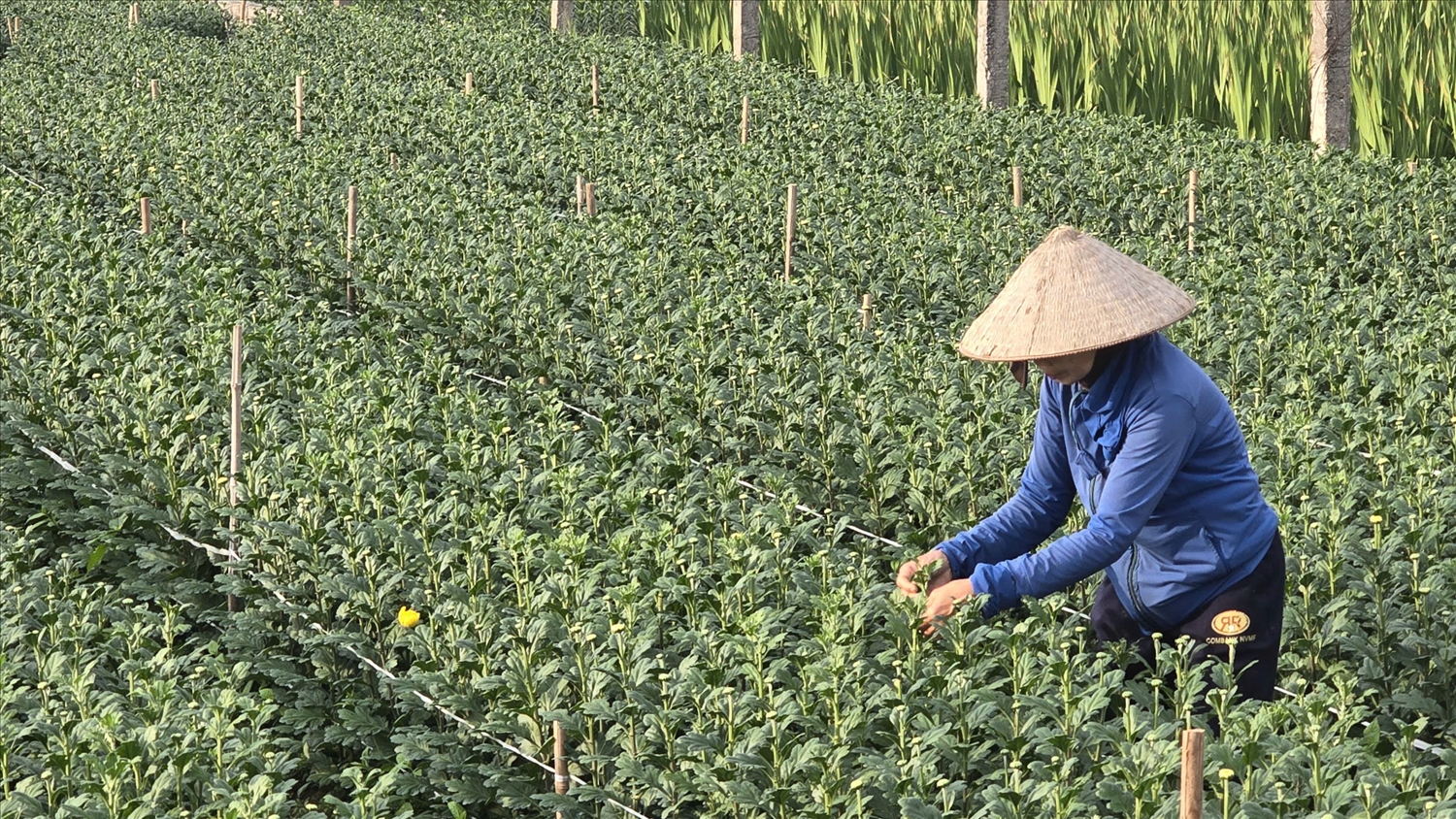 Trên khắp các cánh đồng, người dân đang tất bật cắt tỉa, chăm sóc cho từng nụ hoa