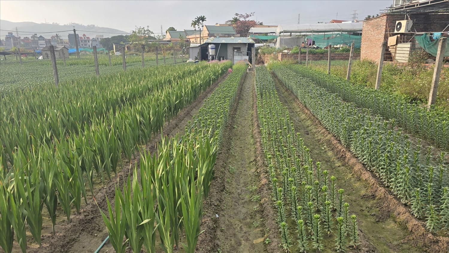 Nhiều chủ vườn cho biết, hoa năm nay đúng dịp Tết sẽ nở đẹp