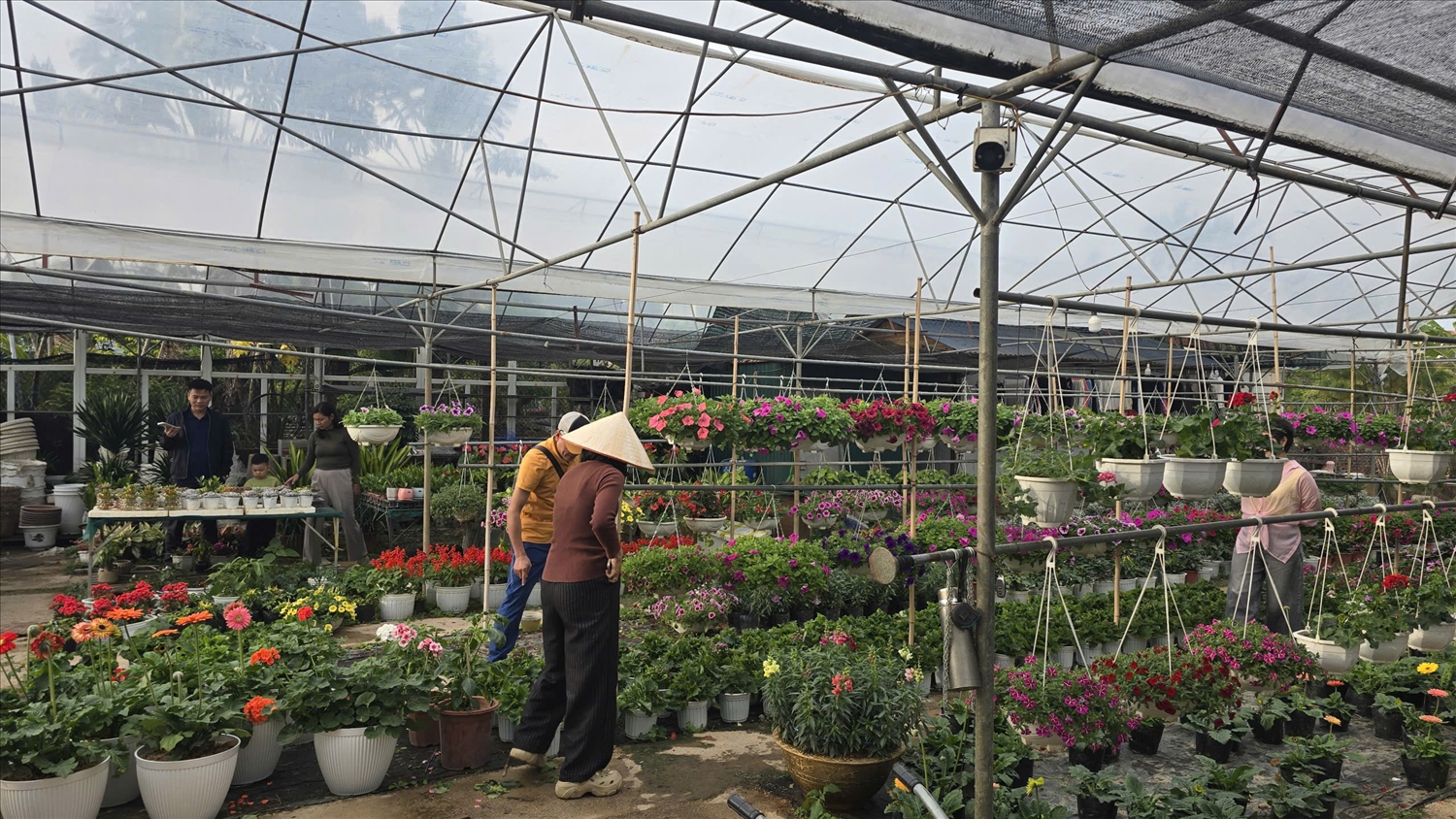 Những ngày này, vùng hoa Hoành Bồ đang trở nên sôi động