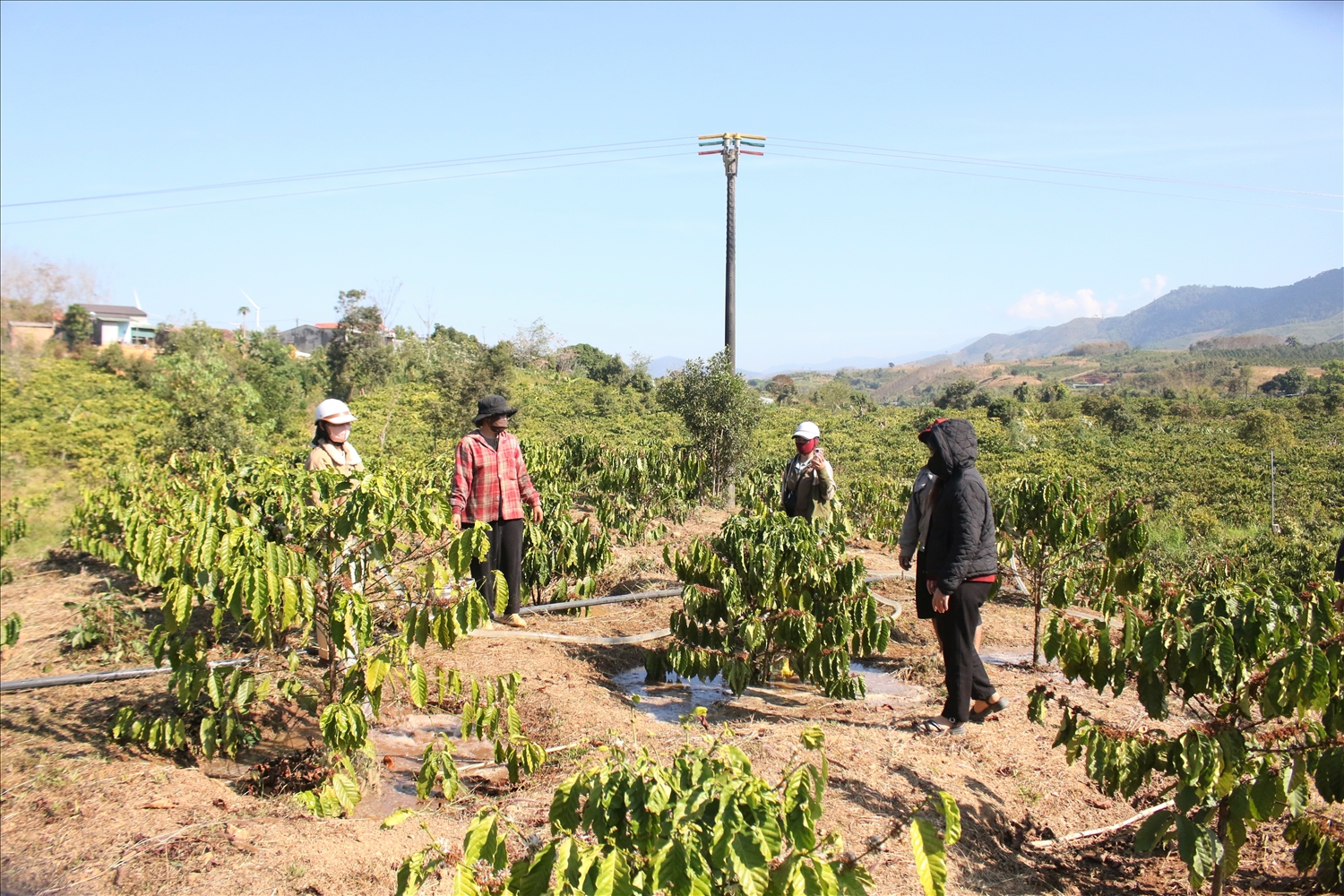 Phần lớn đồng bào Gié Triêng ở thôn Broong Mỹ, xã Đăk Môn đều có diện tích cây cà phê, cao su. (Ảnh: Ngọc Chí)