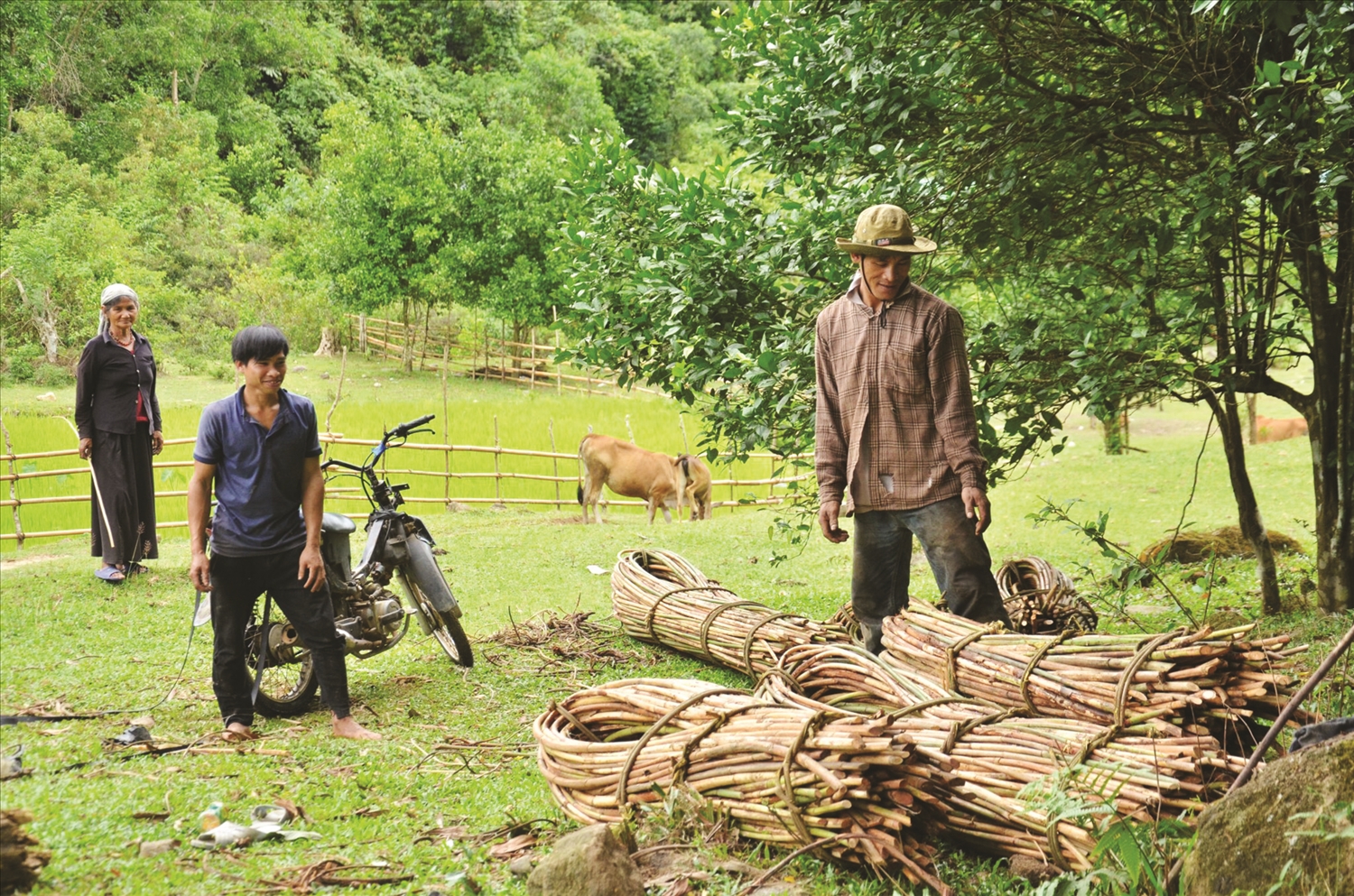 Phát triển kinh tế gắn với rừng giúp nhiều hộ dân miền núi Quảng Ngãi vươn lên thoát nghèo