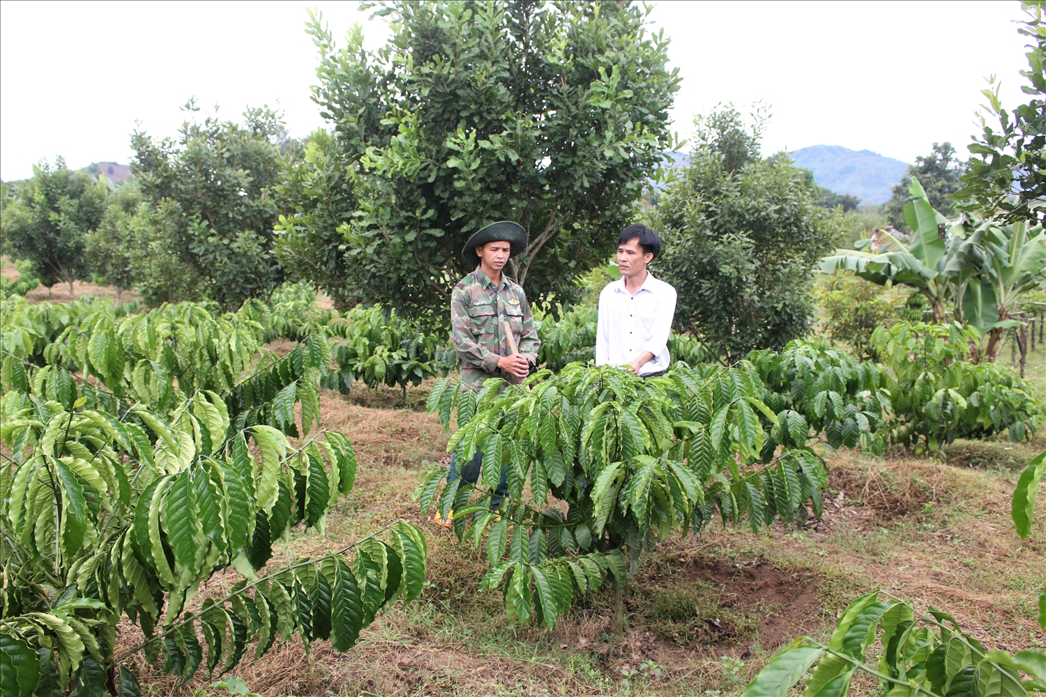 Đảng viên người DTTS luôn đóng vai trò nòng cốt, tiên phong trong phát triển kinh tế ở các thôn, làng vùng đồng bào DTTS. (Ảnh: Ngọc Chí)