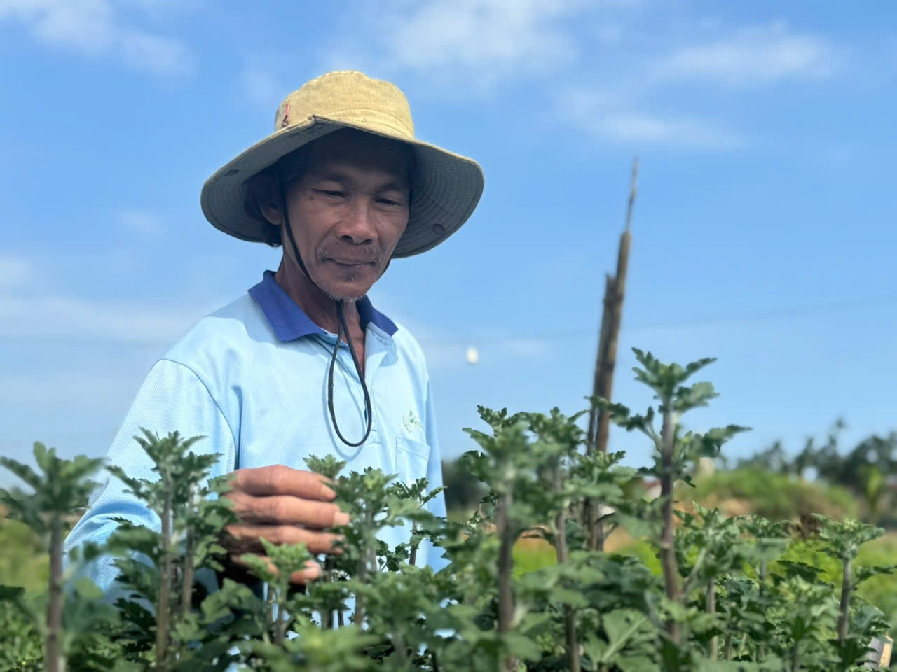 Ông Nguyễn Khôn đang chăm chút từng nụ hoa cúc đợi đến ngày hoa nở để giao cho thương lái. (Ảnh: H.P)