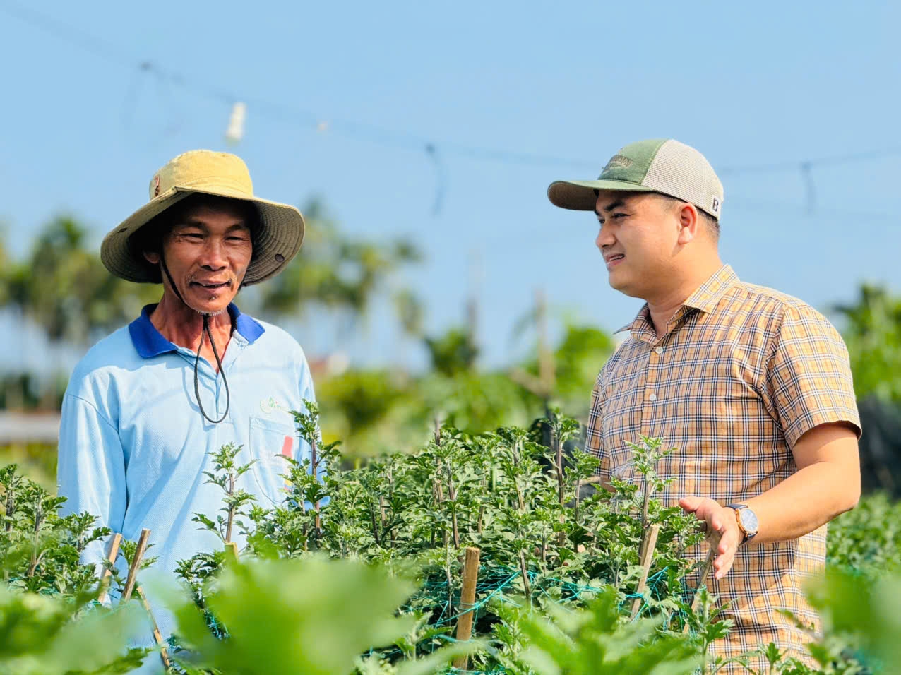 Ông Nguyễn Khôn chia sẻ về giống cúc mới được ông đưa về trồng. (Ảnh: H.P)